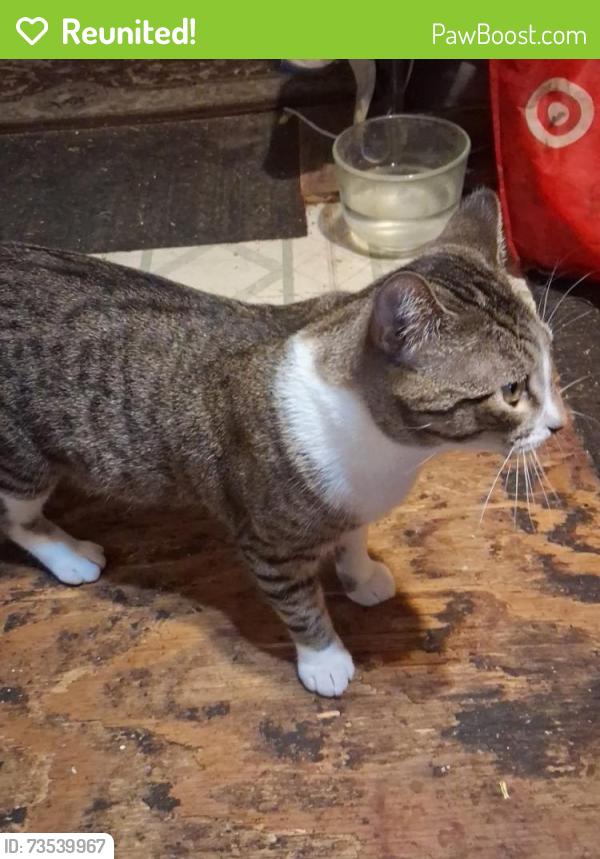 Reunited Male Cat last seen Plum Street, in the empty lot next to home, Watauga, TX 76148