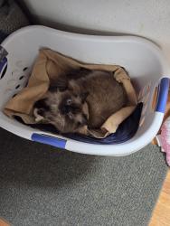 Lost Male Cat last seen Near E CRESTLINE PL Centennial CO 80015, Centennial, CO 80015