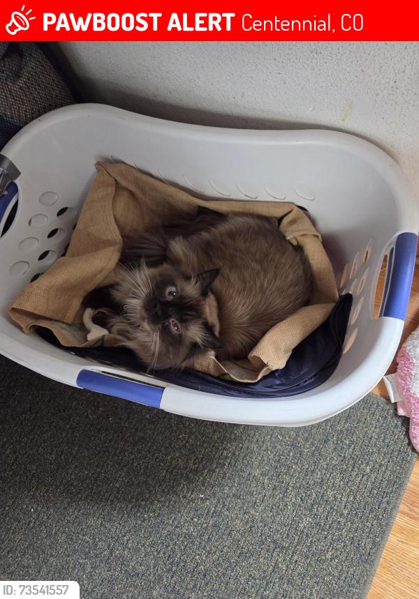 Lost Male Cat last seen Near E CRESTLINE PL Centennial CO 80015, Centennial, CO 80015