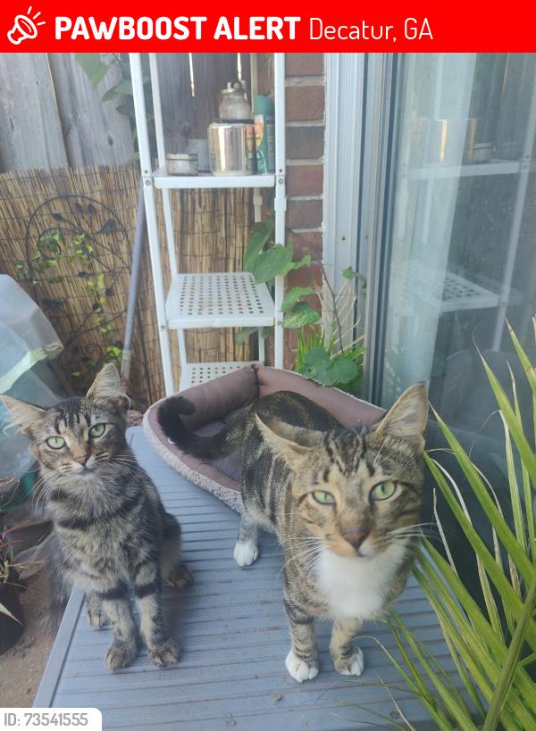 Lost Male Cat last seen Rainbow road, Decatur, GA 30034