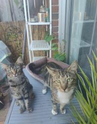 Lost Male Cat last seen Rainbow road, Decatur, GA 30034