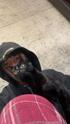 Lost Female Cat last seen In the park on east 47th between 2nd and 3rd avenues, New York, NY 10017