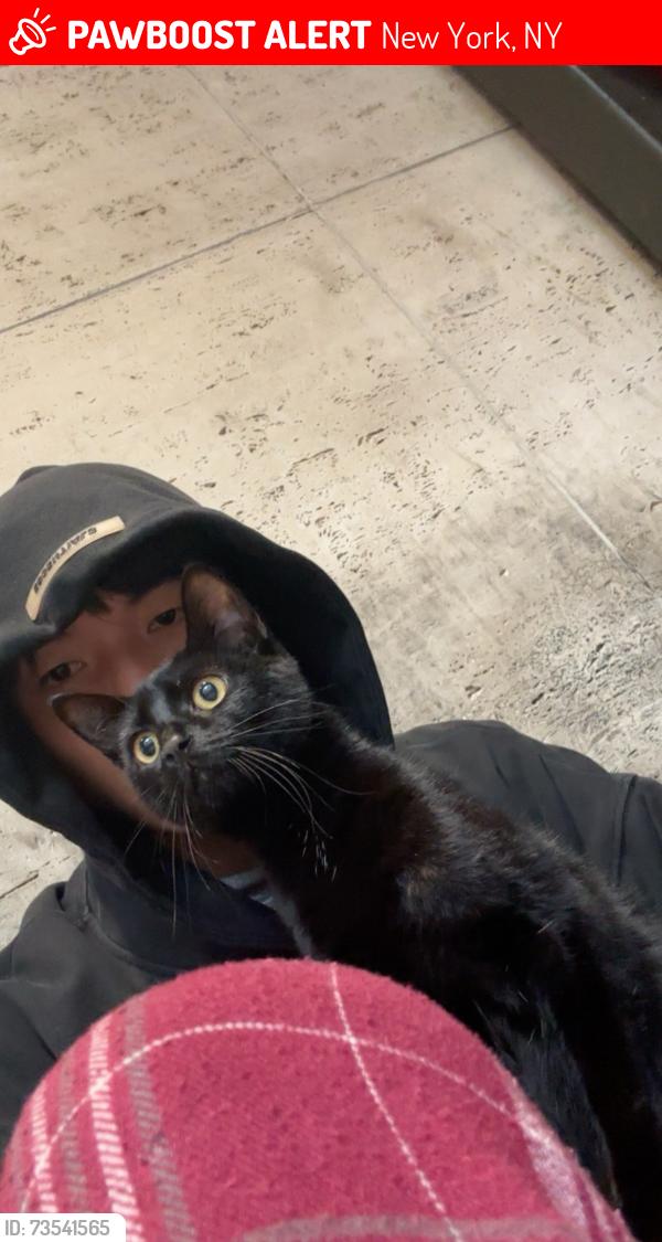 Lost Female Cat last seen In the park on east 47th between 2nd and 3rd avenues, New York, NY 10017