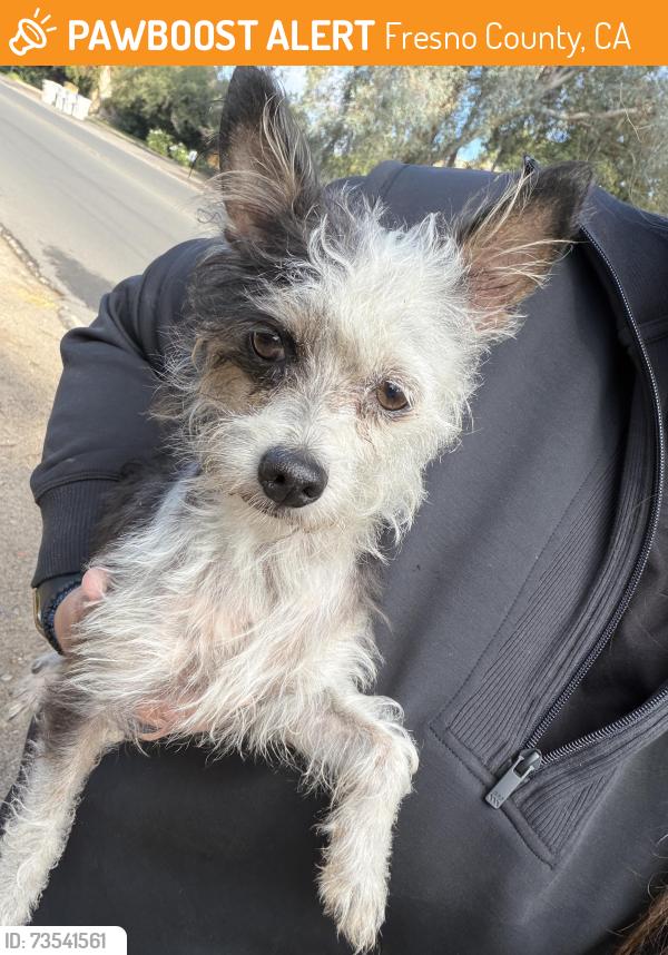 Found/Stray Female Dog last seen Van Ness and San Jose, Fresno County, CA 93711