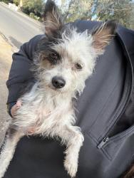 Found/Stray Female Dog last seen Van Ness and San Jose, Fresno County, CA 93711