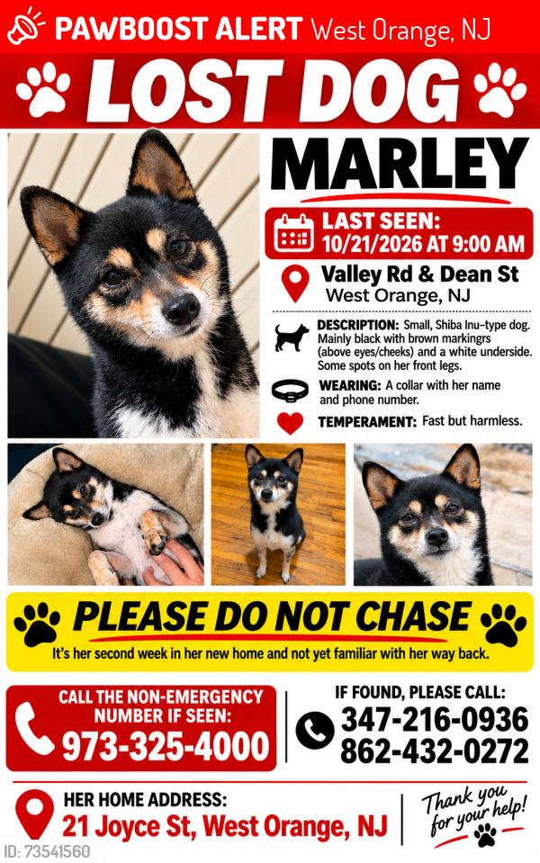 Lost Female Dog last seen Near east exit 11, West Orange, NJ 07050
