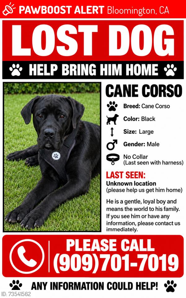 Lost Male Dog last seen Cedar and Bloomington, Bloomington, CA 92316