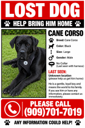 Lost Male Dog last seen Cedar and Bloomington, Bloomington, CA 92316