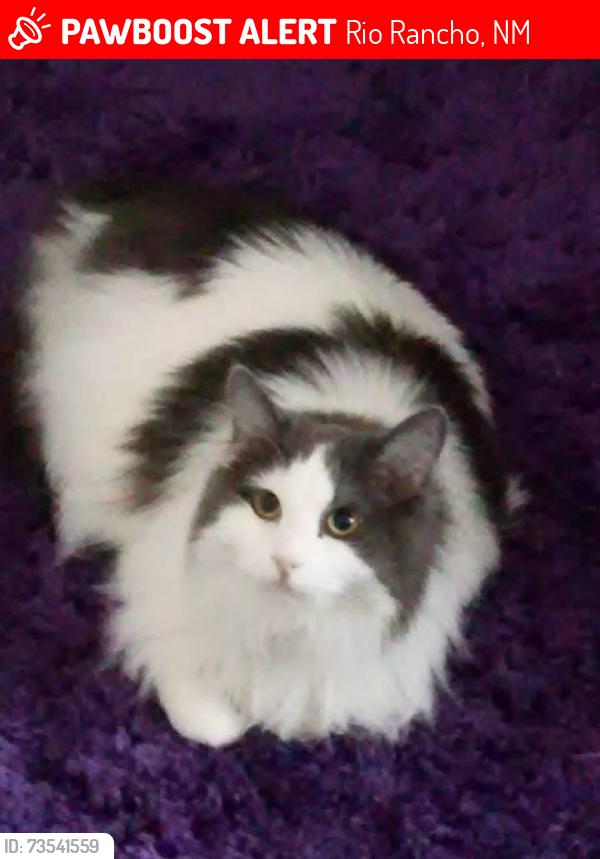 Lost Unknown Cat last seen Meadows and king, Rio Rancho, NM 87144