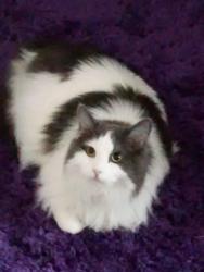 Lost Unknown Cat last seen Meadows and king, Rio Rancho, NM 87144