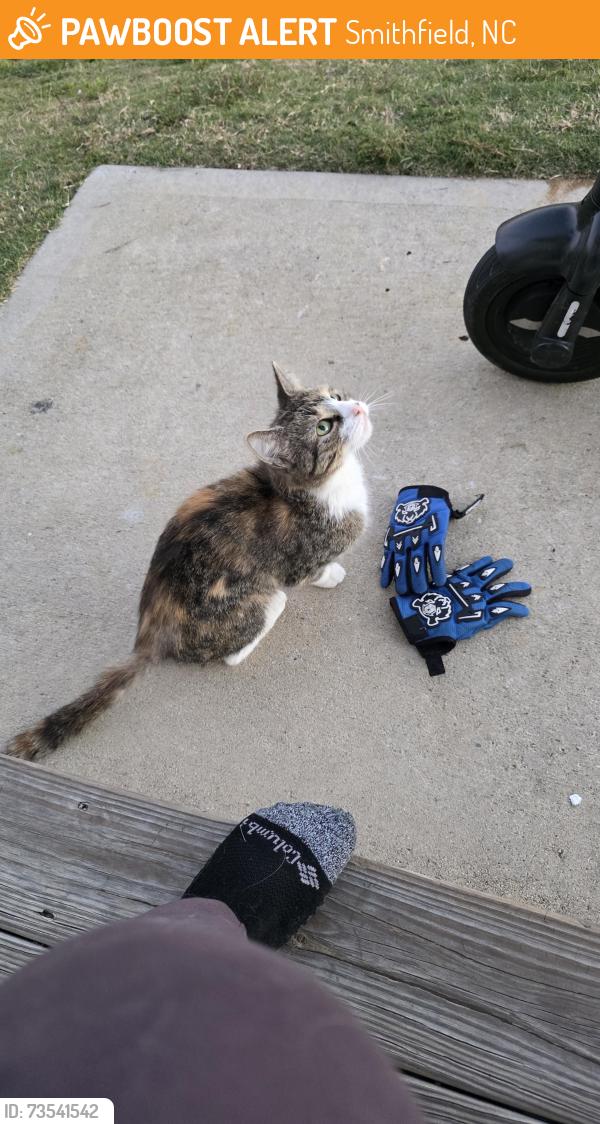 Found/Stray Female Cat last seen Upton Dr, Smithfield, NC 27577