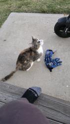 Found/Stray Female Cat last seen Upton Dr, Smithfield, NC 27577