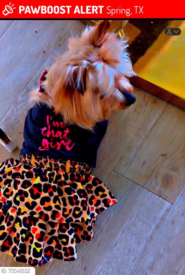 Lost Female Dog last seen Near Tall tree ridge way, Spring, TX 77389
