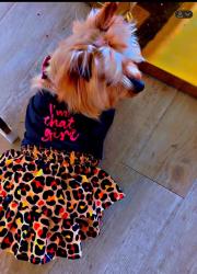 Lost Female Dog last seen Near Tall tree ridge way, Spring, TX 77389