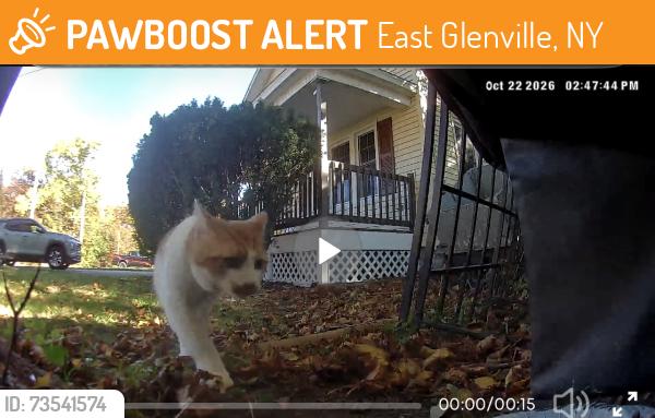 Found/Stray Unknown Cat last seen Butterfield ave, East Glenville, NY 12308