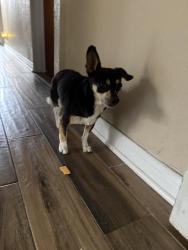 Found/Stray Male Dog last seen Near E Brett St, Inglewood, CA 90302