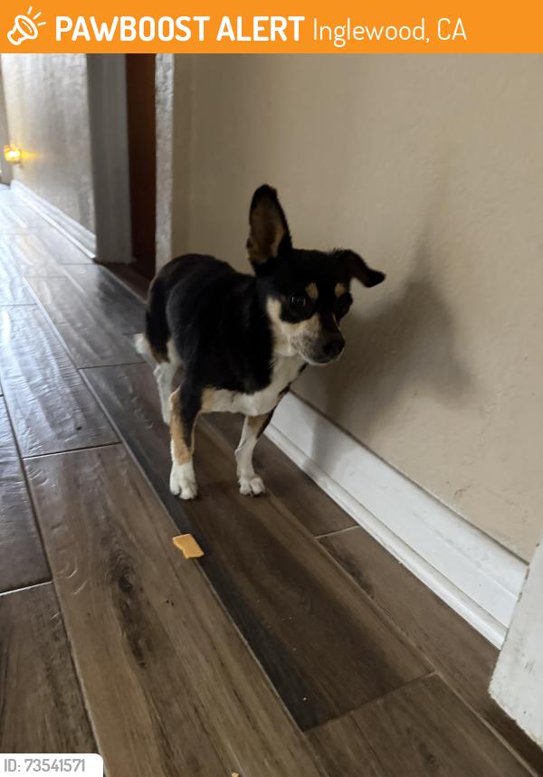 Found/Stray Male Dog last seen Near E Brett St, Inglewood, CA 90302