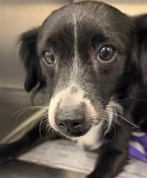 Shelter Stray Male Dog last seen Near BLOCK W ESPLANADE AVE, SAN JACINTO, CA, 581 S Grand Ave, San Jacinto, CA 92582, USA