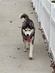 Shelter Stray Unknown Dog last seen Near BLK EUCALYPTUS AVE, LB 90806, 7700 E Spring St, Long Beach, CA 90815, USA