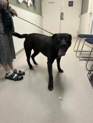 Shelter Stray Male Dog last seen Near BLOCK BLCK N STUDEBAKER RD, LONG BEACH, CA 90815, 7700 E Spring St, Long Beach, CA 90815, USA
