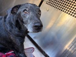 Shelter Stray Male Dog last seen Near BLOCK S LEE AVE, OKLAHOMA CITY OK 73109, 2811 SE 29th St, Oklahoma City, OK 73129, USA