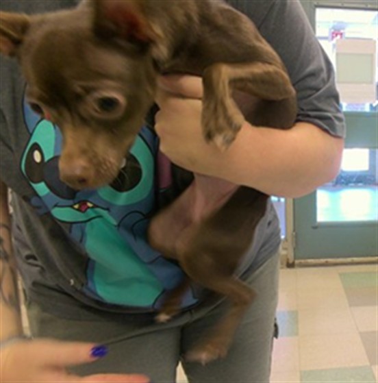 Shelter Stray Female Dog last seen , 2811 SE 29th St, Oklahoma City, OK 73129, USA