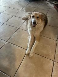 Found/Stray Male Dog last seen Hwy 199, Azle, TX 76020
