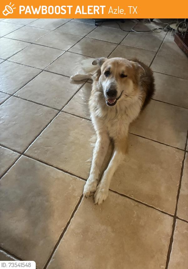 Found/Stray Male Dog last seen Hwy 199, Azle, TX 76020