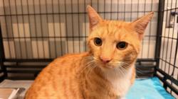 Shelter Stray Male Cat last seen , 957 N Gaffey St, San Pedro, CA 90731, USA