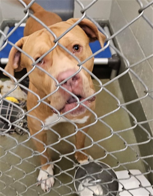 Shelter Stray Male Dog last seen STRAY ON KETTELLE, 2600 NE Perry Ave, Peoria, IL 61603, USA