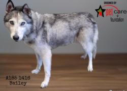 Shelter Stray Female Dog last seen , 1850 W 60th St, Los Angeles, CA 90047, USA