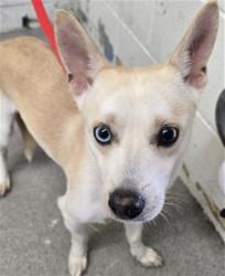 Shelter Stray Male Dog last seen WATERMAN X HOSPITALITY, 333 Chandler Pl, San Bernardino, CA 92408, USA