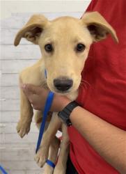 Shelter Stray Male Dog last seen JESSE X DOVER, 333 Chandler Pl, San Bernardino, CA 92408, USA