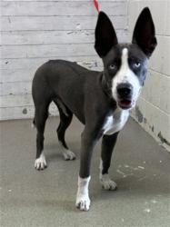 Shelter Stray Female Dog last seen MOUNTAIN VIEW AVE X PROSPECT AVE, 333 Chandler Pl, San Bernardino, CA 92408, USA