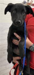 Shelter Stray Female Dog last seen JESSE X DOVER, 333 Chandler Pl, San Bernardino, CA 92408, USA