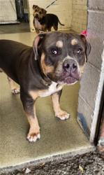 Shelter Stray Male Dog last seen 8TH & ARROWHEAD, 333 Chandler Pl, San Bernardino, CA 92408, USA