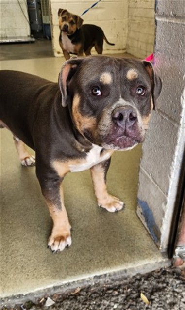 Shelter Stray Male Dog last seen 8TH & ARROWHEAD, 333 Chandler Pl, San Bernardino, CA 92408, USA