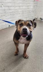 Shelter Stray Female Dog last seen 8TH & ARROWHEAD, 333 Chandler Pl, San Bernardino, CA 92408, USA