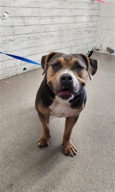 Shelter Stray Female Dog last seen 8TH & ARROWHEAD, 333 Chandler Pl, San Bernardino, CA 92408, USA