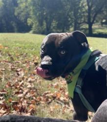 Shelter Stray Male Dog last seen Near BLOCK RAINBOW DR, 3528 Newburg Rd, Louisville, KY 40218, USA