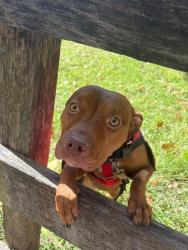 Shelter Stray Female Dog last seen Near BLOCK CEDARDALE RD, 3528 Newburg Rd, Louisville, KY 40218, USA