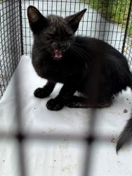Shelter Stray Female Cat last seen Near BLOCK E 15TH ST, 3599 NW 79th Ave, Doral, FL 33122, USA