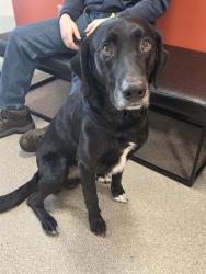 Shelter Stray Male Dog last seen Near BLOCK WHIRLAWAY DRIVE, 3528 Newburg Rd, Louisville, KY 40218, USA