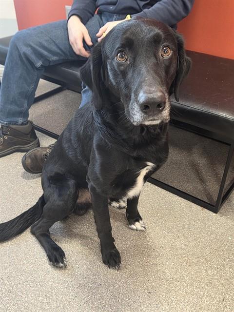 Shelter Stray Male Dog last seen Near BLOCK WHIRLAWAY DRIVE, 3528 Newburg Rd, Louisville, KY 40218, USA