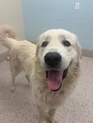 Shelter Stray Male Dog last seen Near BLOCK E 159TH AVE, 12155 Park Blvd, Brighton, CO 80601, USA