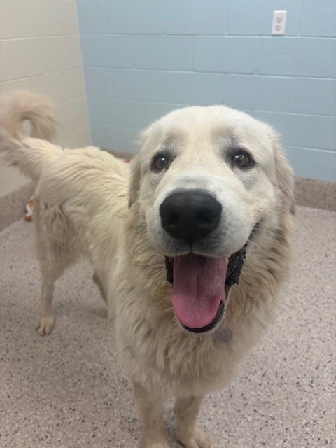 Shelter Stray Male Dog last seen Near BLOCK E 159TH AVE, 12155 Park Blvd, Brighton, CO 80601, USA