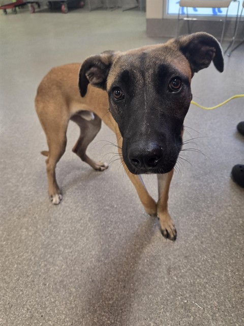 Shelter Stray Male Dog last seen 251R R W BROADWAY, 3528 Newburg Rd, Louisville, KY 40218, USA