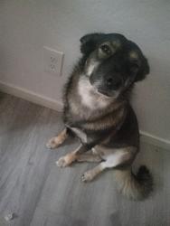 Shelter Stray Female Dog last seen MARICOPA HIGH SCHOOL, 1150 11 Mile Corner, Casa Grande, AZ 85194, USA