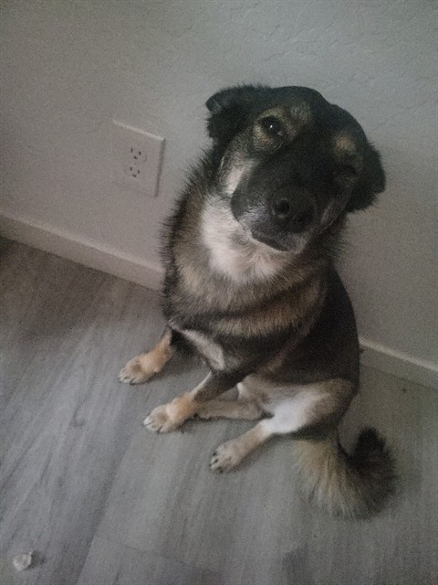 Shelter Stray Female Dog last seen MARICOPA HIGH SCHOOL, 1150 11 Mile Corner, Casa Grande, AZ 85194, USA