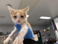 Shelter Stray Male Cat last seen Near BLOCK N PACHETA SQ, THOUSAND PALMS CA 92276, 72050 Pet Land Pl, Thousand Palms, CA 92276, USA